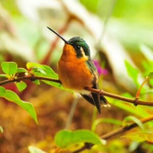 Bird Watching Tour